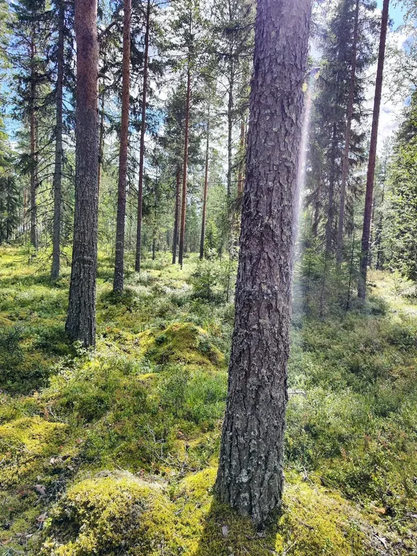 Heilsamer Wald - Naturverbundenheit und Gesundheit